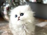 Üst kalite British shorthair ve longhair ns12