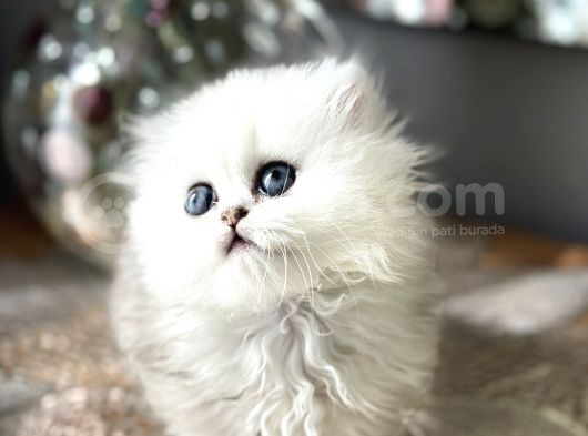 Üst Kalite British Shorthair Ve Longhair Ns12