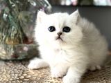 Üst Kalite British Shorthair Ve Longhair Ns12