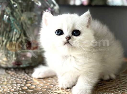 Üst Kalite British Shorthair Ve Longhair Ns12 görsel