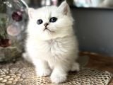 Üst Kalite British Shorthair Ve Longhair Ns12
