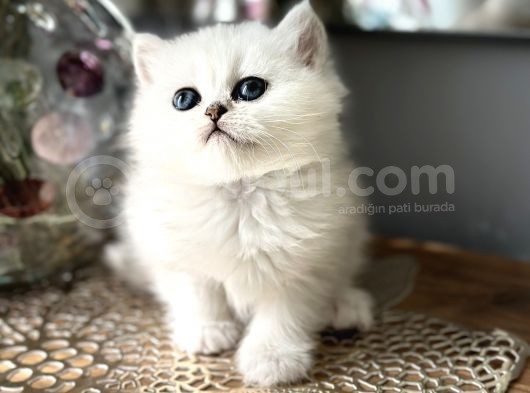 Üst Kalite British Shorthair Ve Longhair Ns12 görsel