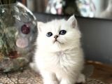 Üst Kalite British Shorthair Ve Longhair Ns12