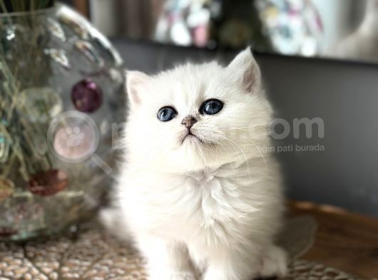 Üst Kalite British Shorthair Ve Longhair Ns12 görsel