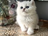 Üst Kalite British Shorthair Ve Longhair Ns12