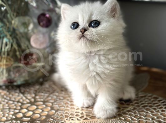 Üst Kalite British Shorthair Ve Longhair Ns12 görsel