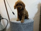 Irk Ve Kg Garanti̇li̇ Toy Poodle Yavrulari