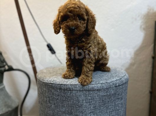 Irk Ve Kg Garanti̇li̇ Toy Poodle Yavrulari görsel