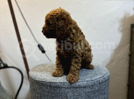 Irk Ve Kg Garanti̇li̇ Toy Poodle Yavrulari görsel