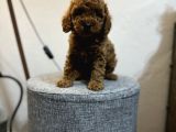 Irk Ve Kg Garanti̇li̇ Toy Poodle Yavrulari