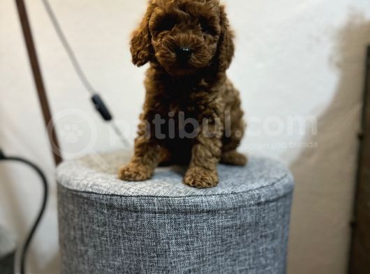 Irk Ve Kg Garanti̇li̇ Toy Poodle Yavrulari görsel