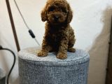 IRK VE KG GARANTİLİ TOY POODLE YAVRULARI