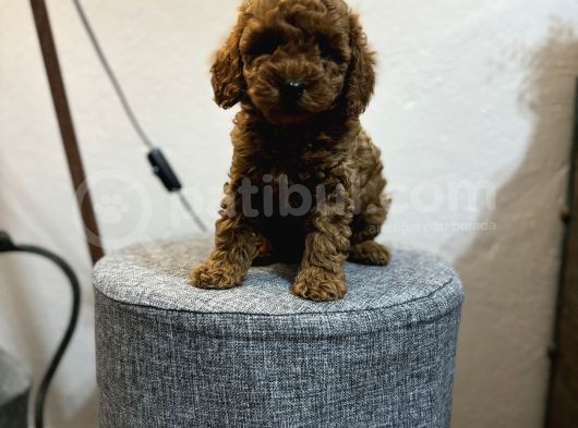 Irk Ve Kg Garanti̇li̇ Toy Poodle Yavrulari