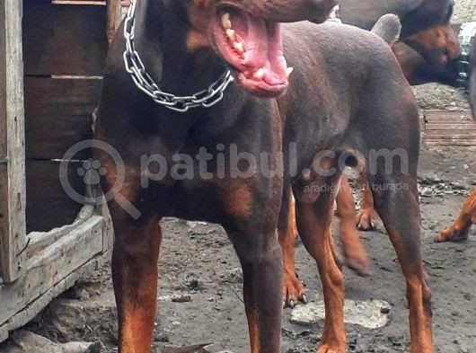 Şampiyon Soydan Doberman Yavrular görsel