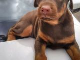 Şampiyon Soydan Doberman Yavrular