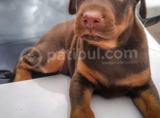 Şampiyon Soydan Doberman Yavrular görsel