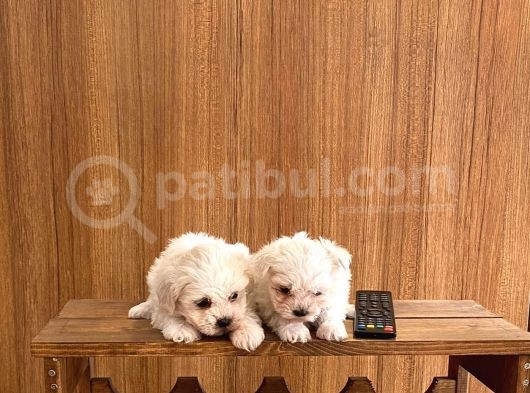 Kar Beyazı Maltese Bebeklerimiz görsel