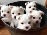 teacup maltese terrier bebekler