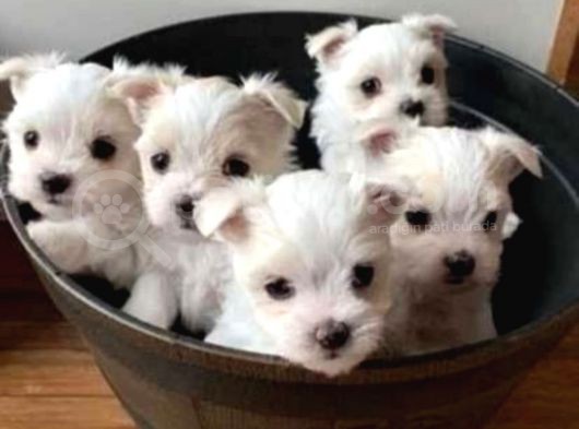 Teacup Maltese Terrier Bebekler