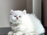 50 gÜNLÜK A KALİTE BRİTİSH KEDİLERİMİZ