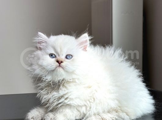 50 Günlük A Kali̇te Bri̇ti̇sh Kedi̇leri̇mi̇z
