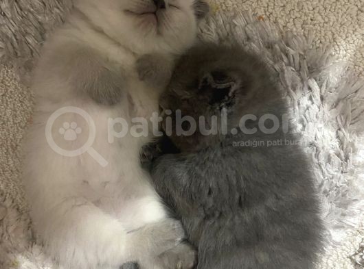 Minnoşlar Yeni Yuvalarına Gitmeye Hazır görsel