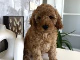 Toypoodle Erkek Yavru