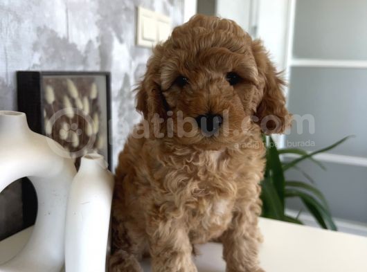 Toypoodle Erkek Yavru görsel