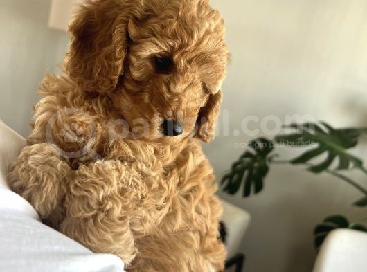 Toypoodle Erkek Yavru görsel