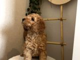 Toy Poodle Yavru Erkek