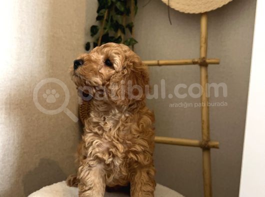 Toy Poodle Yavru Erkek görsel