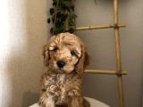 Toy Poodle Yavru Erkek