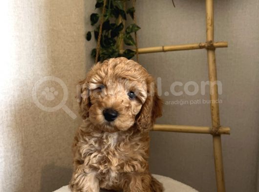 Toy Poodle Yavru Erkek görsel