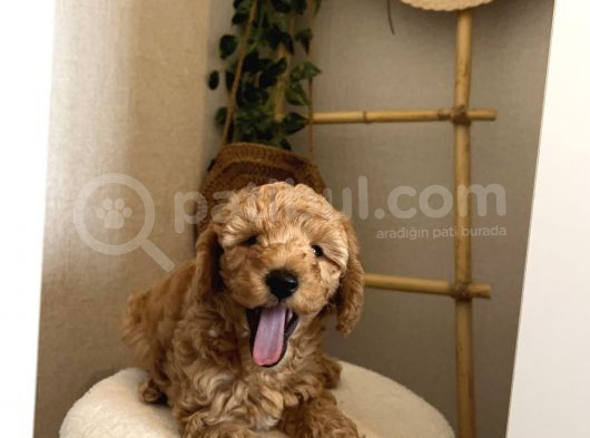 Toy Poodle Yavru Erkek görsel