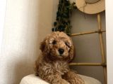 Toy poodle yavru erkek
