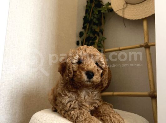 Toy Poodle Yavru Erkek