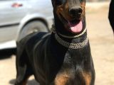 Şampiyon Soydan Doberman Yavrular