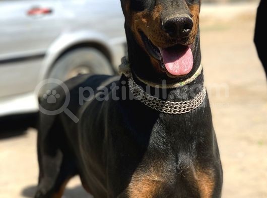 Şampiyon Soydan Doberman Yavrular görsel