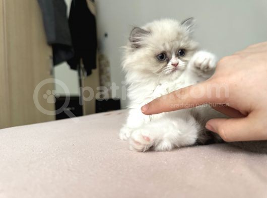 British Shorthair görsel