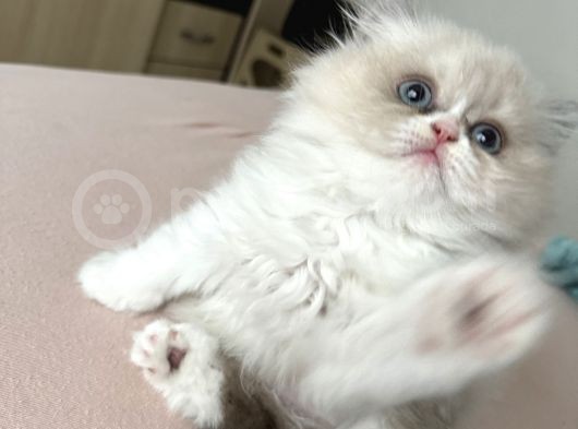 British Shorthair görsel