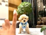 0 Boy Kore Güzeli̇ Malti̇poo Li̇na