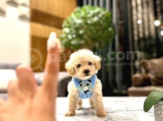 0 Boy Kore Güzeli̇ Malti̇poo Li̇na görsel