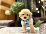 0 Boy Kore Güzeli̇ Malti̇poo Li̇na
