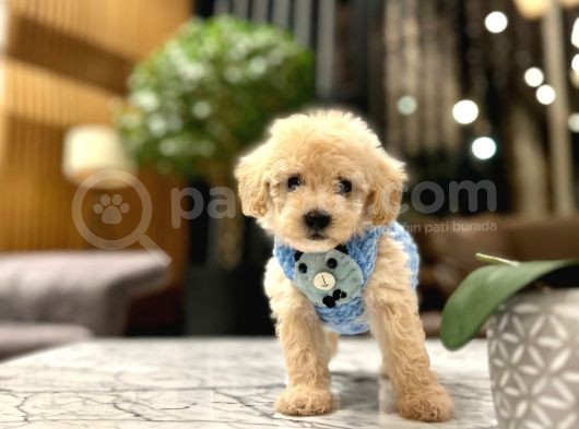0 Boy Kore Güzeli̇ Malti̇poo Li̇na görsel