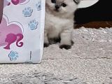 Minnoşlar yeni yuvalarına gitmeye hazır