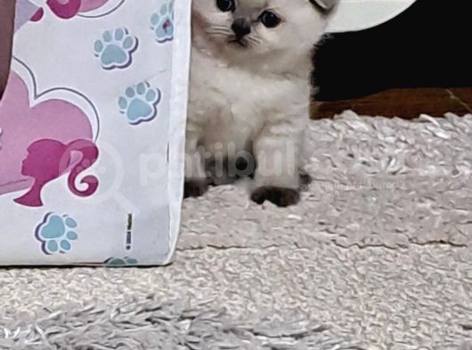 Minnoşlar Yeni Yuvalarına Gitmeye Hazır