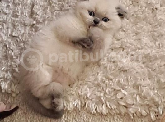 Minnoşlar Yeni Yuvalarına Gitmeye Hazır görsel