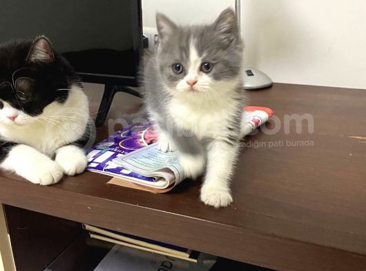 British Shorthair görsel