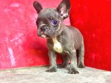 ORJİNAL BLUE ERKEK FRENCH BULLDOG