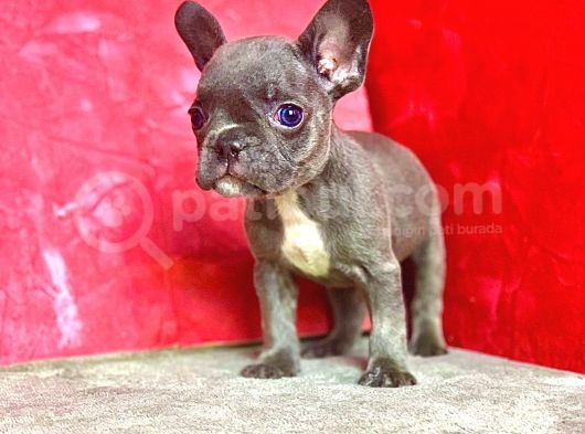Orji̇nal Blue Erkek French Bulldog